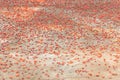 Red Pollen on ground Nature Background Allergy Season