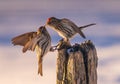 Red polls getting close Royalty Free Stock Photo