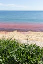 Red polluted sea that looks like a bloodbath and dirty shore Royalty Free Stock Photo