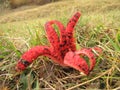 Red Polyp mushroom