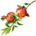 Red pomegranate