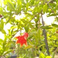 The red pomegranate blooms with a crown in the spring season Royalty Free Stock Photo