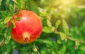 Red pomegranate on branch among green foliage under bright sun Royalty Free Stock Photo