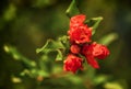 Red Pomegranate flower blooming on the tree branch Royalty Free Stock Photo