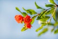 Red Pomegranate flower blooming on the tree branch Royalty Free Stock Photo