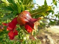 Red Pomegranate Flower Semi Ripen on a Tree
