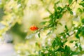 Red pomegranate flower on a tree branch. Royalty Free Stock Photo