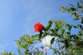 Red pomegranate flowers in bloom in the blue sky with white cloud in the summer 1 Royalty Free Stock Photo