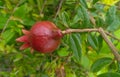 Red pomegranate fruit bud growing in branch of green leaves plant, farming background Royalty Free Stock Photo