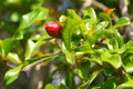 Red pomegranate. Fruit development on a tree branch. Fruit ripening. Agricultural plantation