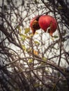 Red pomegranate fruit in winter in Greece on a cloudy day after rain Royalty Free Stock Photo