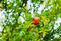 Red pomegranate hanging on a tree Royalty Free Stock Photo