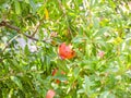 Red pomegranate ripening on a tree twig in summer Royalty Free Stock Photo