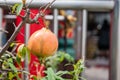 Red pomegranate on a tree Royalty Free Stock Photo