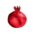 Red pomegranate, watercolor on a white background. Hand drawn, vintage pomegranates.