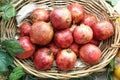 Red Pomegranate whole fruit displayed on basket Royalty Free Stock Photo