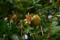 Red pomegranates ripening on a branch of tree in garden Royalty Free Stock Photo