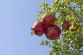 Red pomegranates in tree