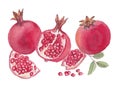 Red pomegranates watercolor illustration Royalty Free Stock Photo