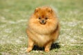 Red Pomeranian dog