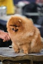 Portrait of a thoroughbred dog from a dog show close-up. A red Pomeranian sits on a grooming table and gets high with joy from Royalty Free Stock Photo