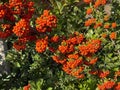 Red pomes of Pyracantha in the autumn sunlight. Royalty Free Stock Photo