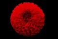 Red Pompom Dahlia Blooming Macro Royalty Free Stock Photo