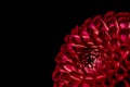 Red pompon dahlia on a black background lower left corner Royalty Free Stock Photo