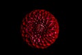 Red pompon dahlia centered on a black background Royalty Free Stock Photo