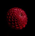 Red pompon dahlia centered on a black background Royalty Free Stock Photo