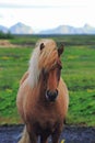 Beautiful Icelandic horses portrait against blue sky and mountains in Iceland. Royalty Free Stock Photo