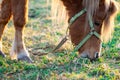 Red pony horse eating grass close up lit by sun rays Royalty Free Stock Photo