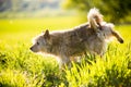 Red pooch dog pisses on the green grass Royalty Free Stock Photo