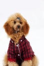 Red poodle, portrait closeup Royalty Free Stock Photo