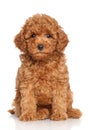 Red Poodle Puppy