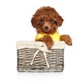 Red poodle puppy sits in a wicker basket Royalty Free Stock Photo