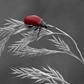 Red poplar leaf beetle, Chrysomela populi Royalty Free Stock Photo
