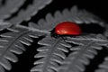 Red poplar leaf beetle, Chrysomela populi