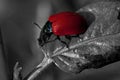Red poplar leaf beetle, Chrysomela populi Royalty Free Stock Photo