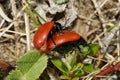 Red Poplar Leaf Beetle Royalty Free Stock Photo