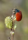 Red Poplar Leaf Beetle Royalty Free Stock Photo