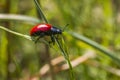 Red poplar leaf beetle(Melanosoma populi) Royalty Free Stock Photo