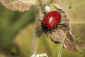 Red poplar leaf beetle (Melanosoma populi) Royalty Free Stock Photo