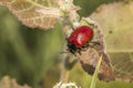 Red poplar leaf beetle (Melanosoma populi) Royalty Free Stock Photo