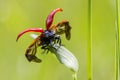 Red poplar leaf beetle(Melanosoma populi) Royalty Free Stock Photo