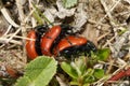 Red Poplar Leaf Beetle Royalty Free Stock Photo