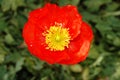 Red poppie Royalty Free Stock Photo