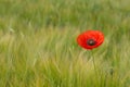 RED POPPIE ON CORNFIELD Royalty Free Stock Photo