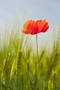 Red poppie in grain Royalty Free Stock Photo