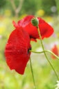 Red poppies Royalty Free Stock Photo